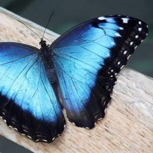 Meet your Posher, Pearl